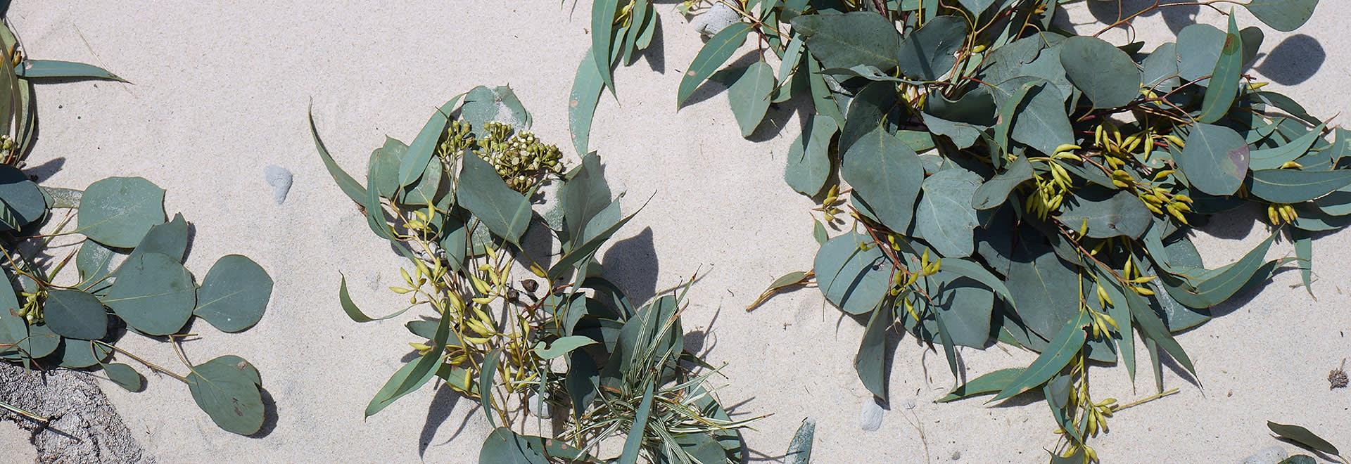 A photo of manuka leaves lying on the sand