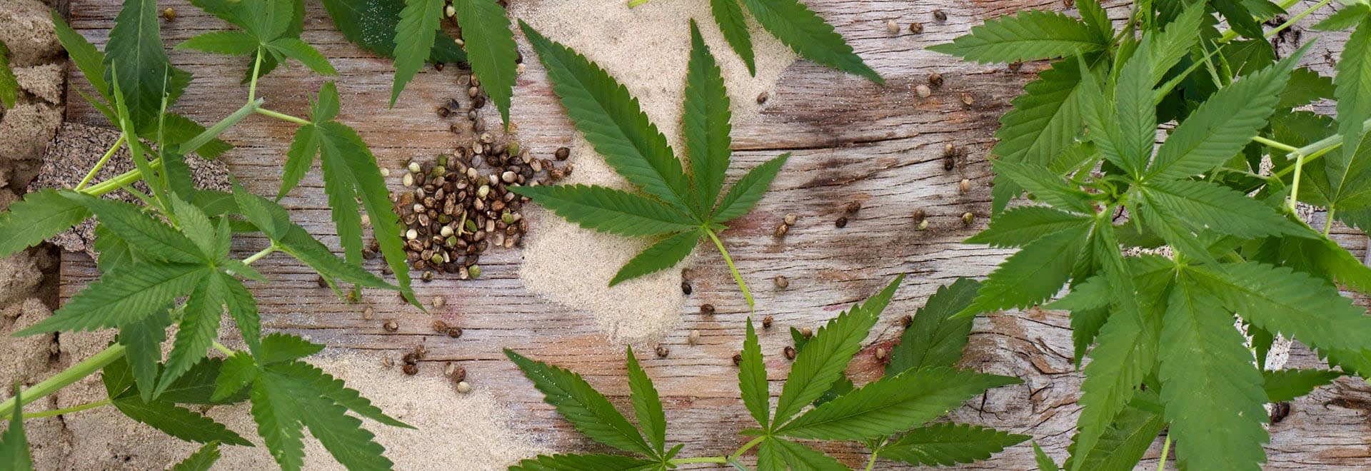 A photo of hemp leaves lying on wooden surface
