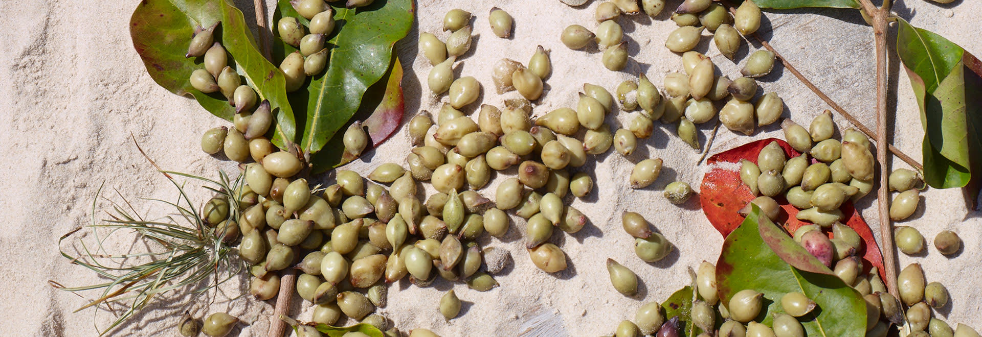 A photo of kakadu plums on the sand 