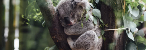 A picture of coala bear sleeping on the tree.