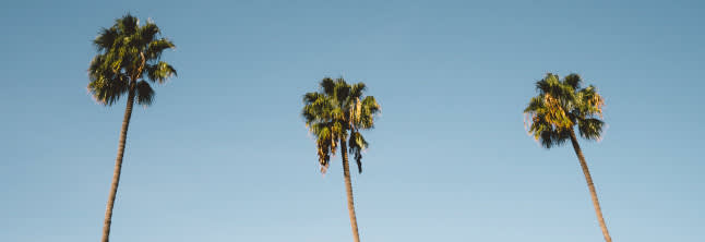 A photo of three palms in the blue sky background