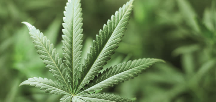 A photo of Hemp leaf zoomed in