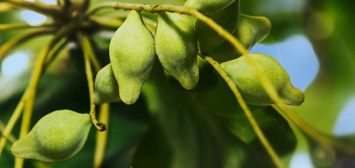 A photo of kakadu plums on a tree