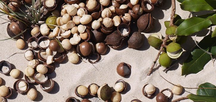 A picture of Macadamia Nuts lying on the sand