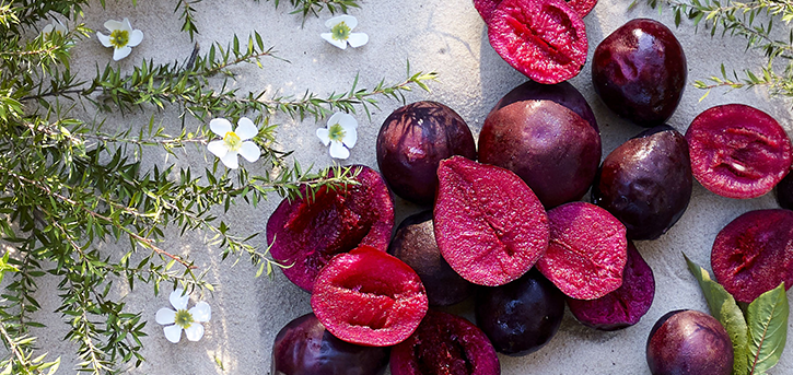 Australian wild plums and and manuka leaves lying on the concrete surface